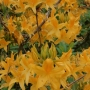 Azalija (Rhododendron) geltona (sėjinukai)